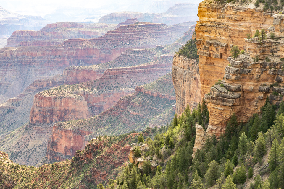 Trees in Grand Canyon in Grand Canyon, Arizona