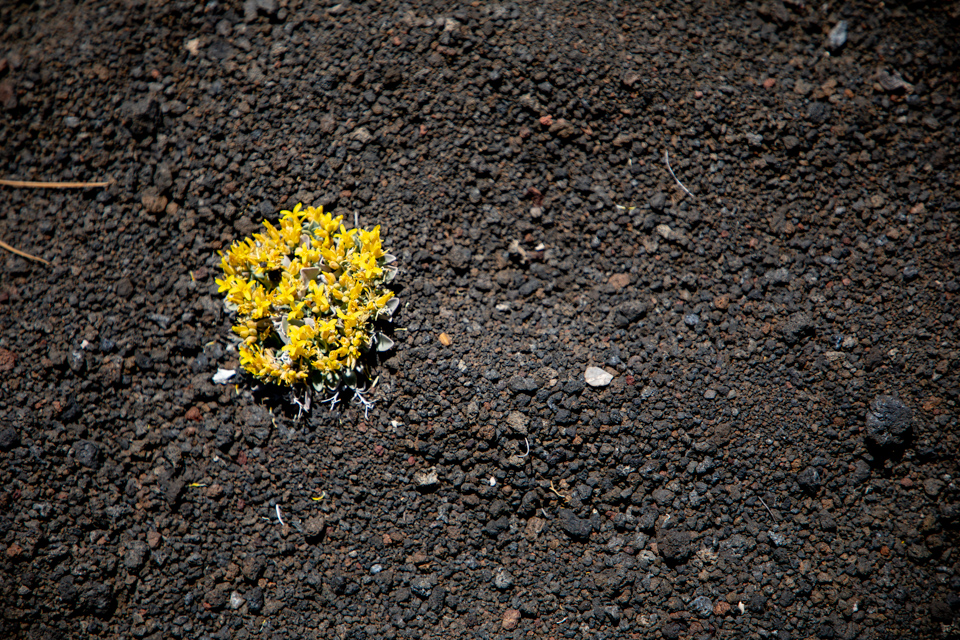Splash of Yellow in Flagstaff, Arizona