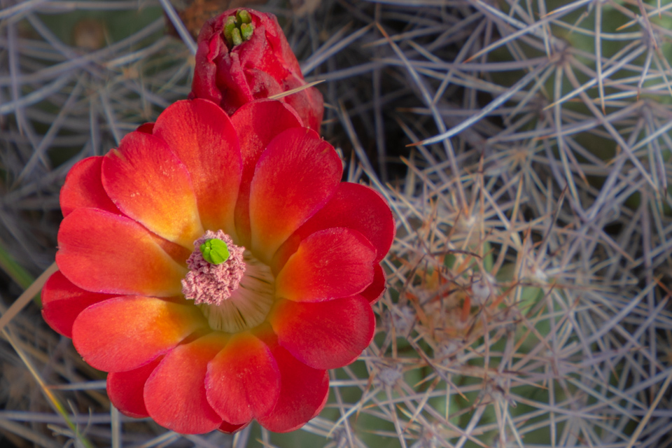 Flower in the Rocks in Kayenta, Arizona