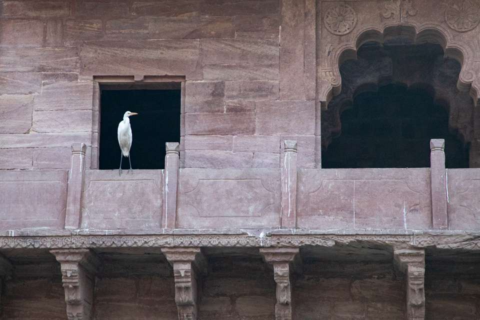 Fishing in Jodphur, India