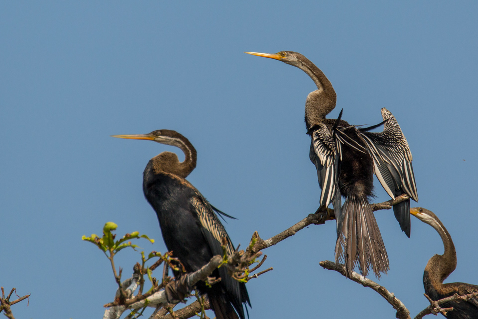 Black Herons in Alleppey, India