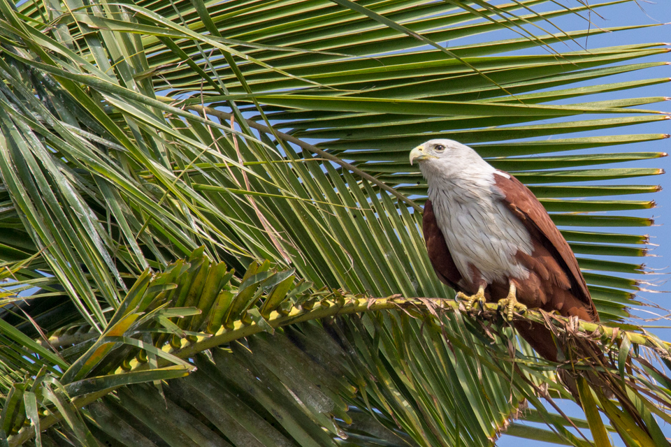 Fish Eagle in Alleppey, India