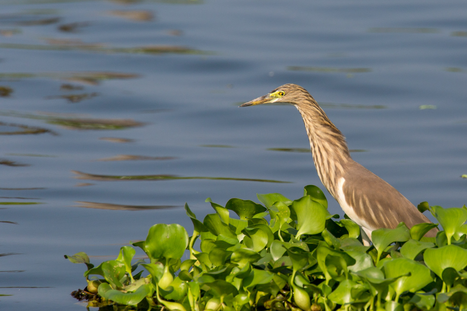 Sharp Eyes in Alleppey, India