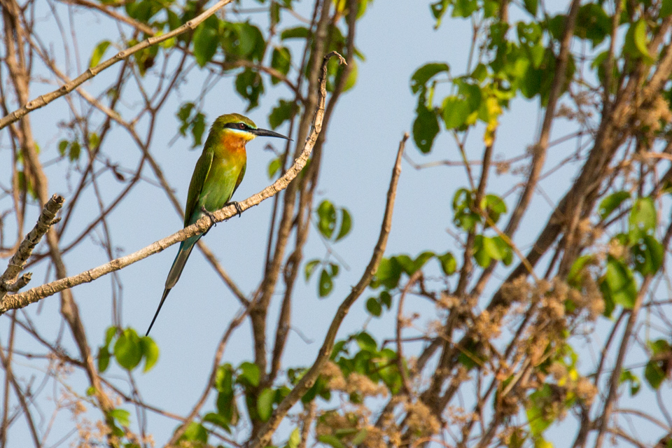 Bee Eater in Alleppey, India