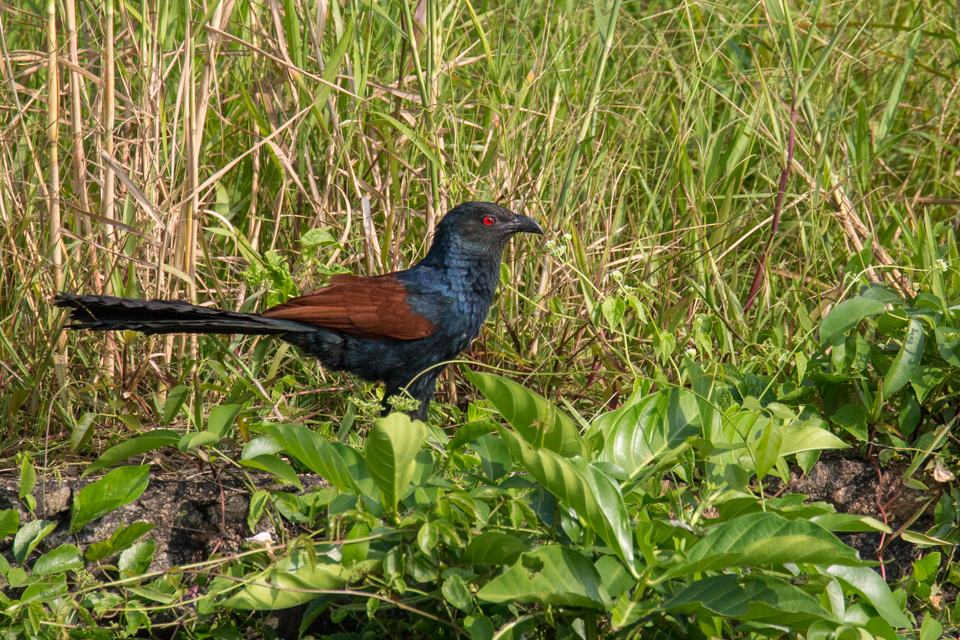 Red Eyes in Alleppey, India