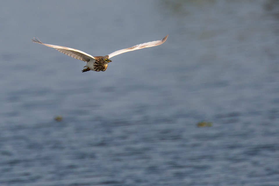 Coming in Low in Alleppey, India