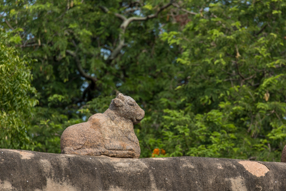 Old Bull in Kumbakonam, India