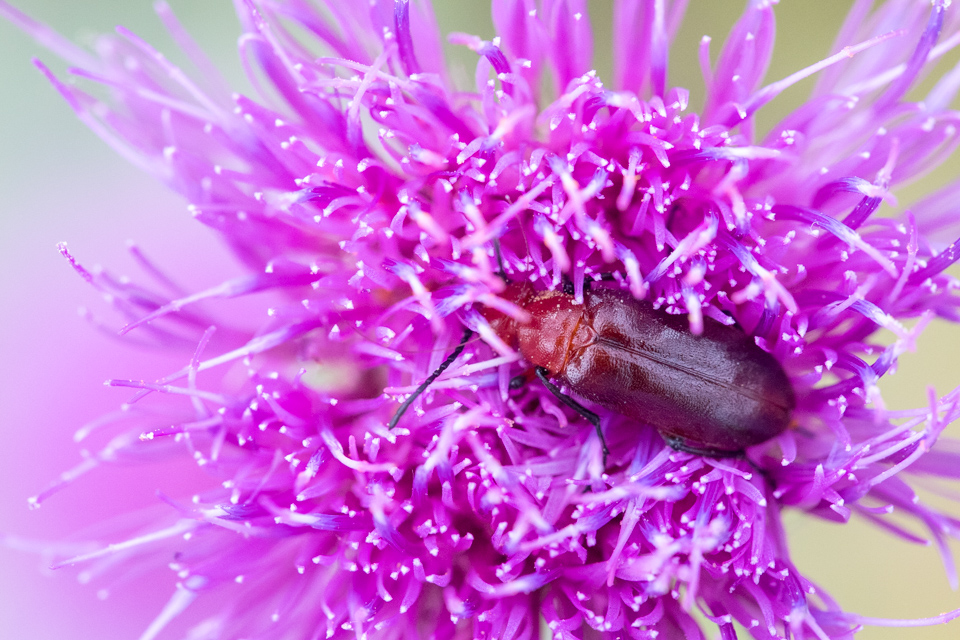 Beetle in Purple in Cheapside, Texas