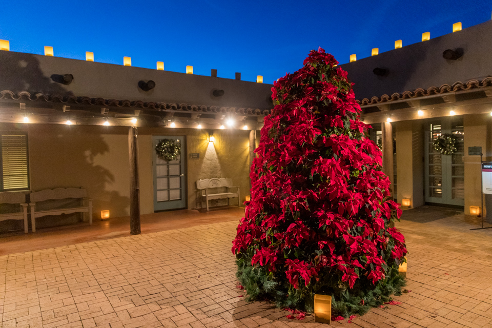 Poinsettia Tree in Phoenix, Arizona