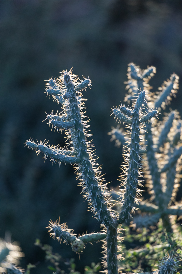 Back Lit Cholla  in Phoenix, Arizona
