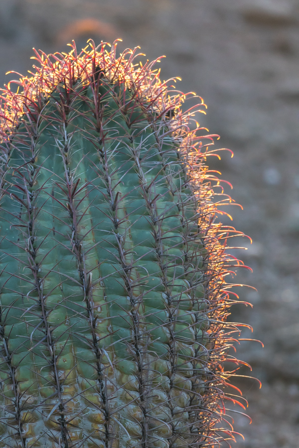 Red Spines in Phoenix, Arizona