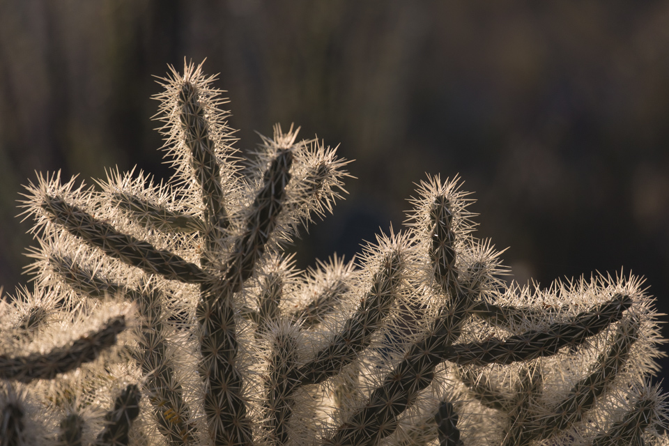 Morning Spines in Phoenix, Arizona