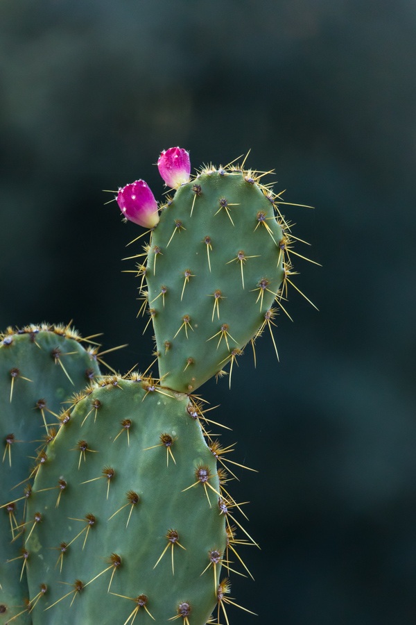Purple Buds in Phoenix, Arizona