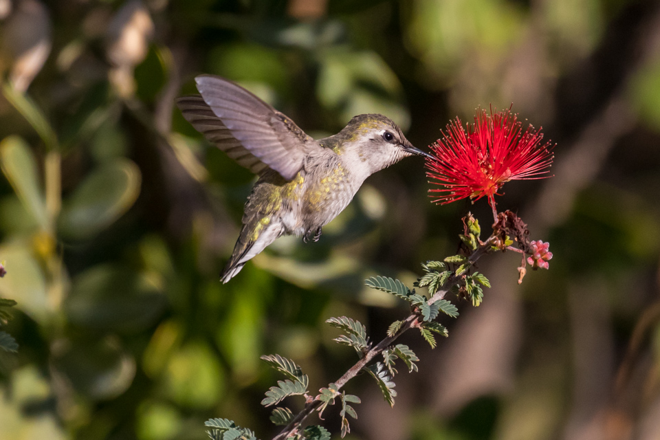 Morning Hummingbird in Phoenix, Arizona