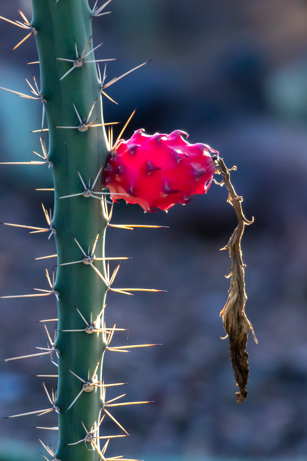 Cactus Fruit in Phoenix, Arizona