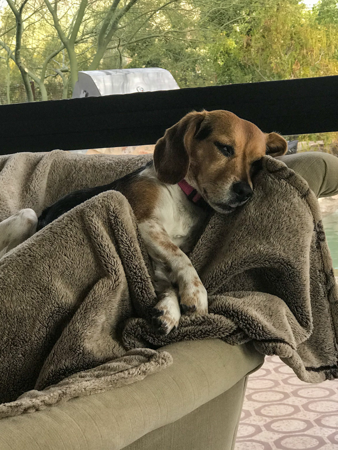Asleep in Paradise Valley, Arizona