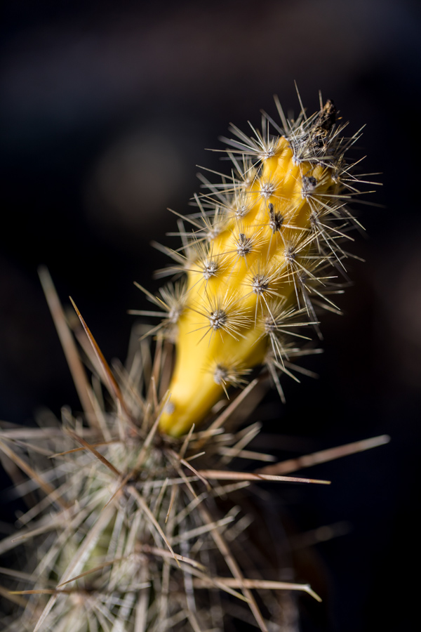 Prickly Bud in Phoenix, Arizona