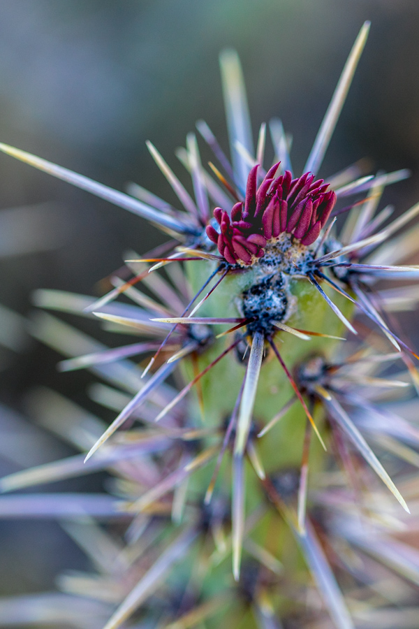 Purple Top in Phoenix, Arizona