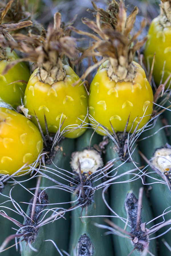 Cactus Fruit in Phoenix, Arizona