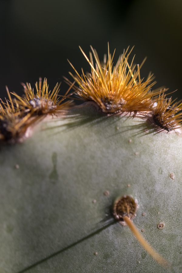 Prickly Spines in Phoenix, Arizona