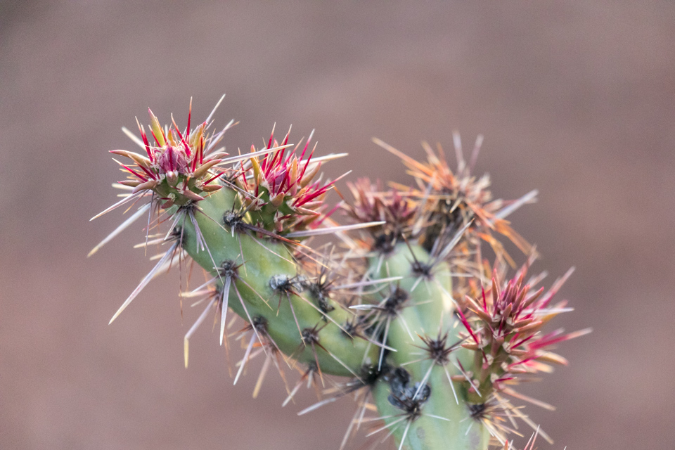 Colorful Spines in Phoenix, Arizona
