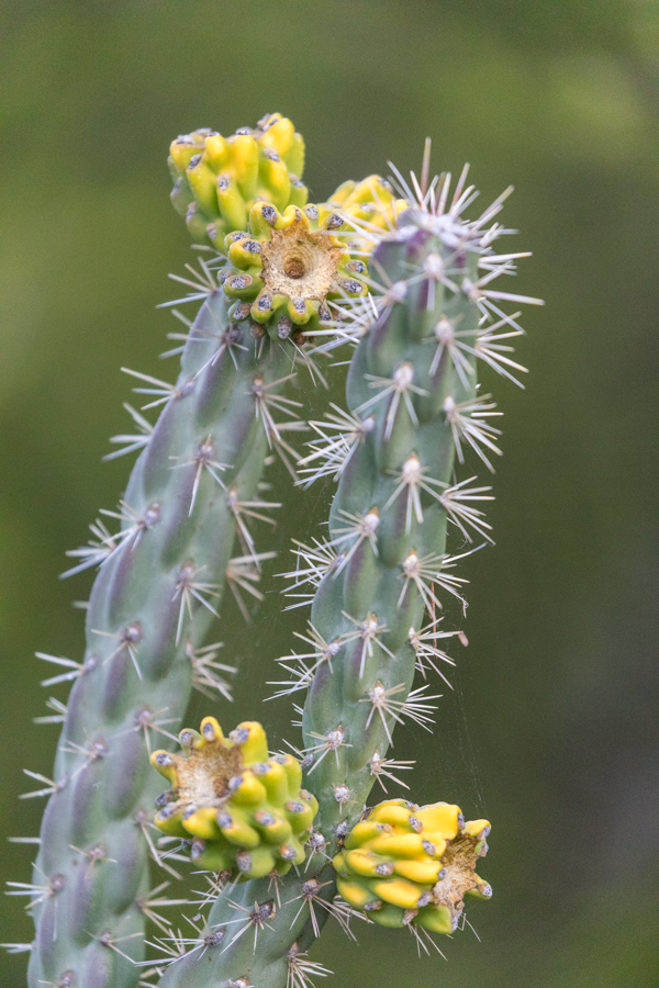 Yellow Buds in Phoenix, Arizona