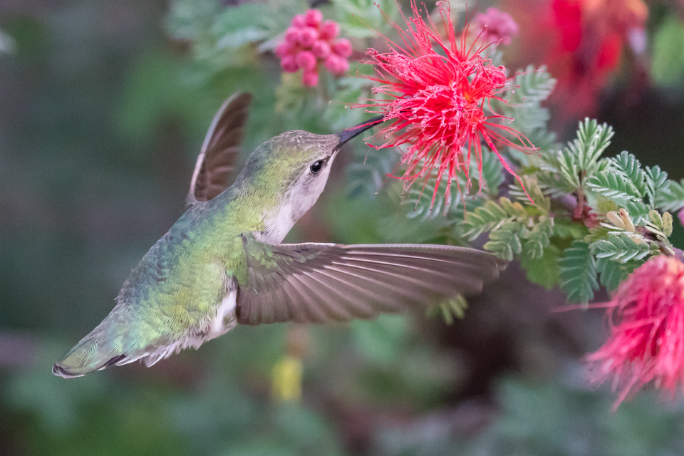 Female Anna in Phoenix, Arizona