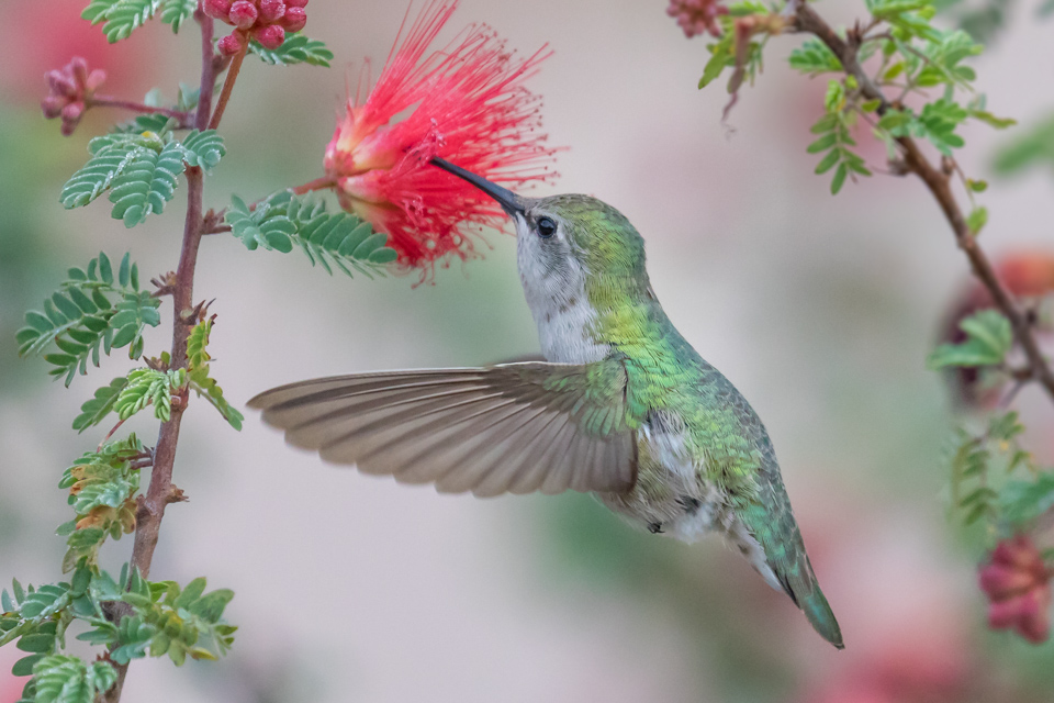 Breakfast on the fly in Phoenix, Arizona