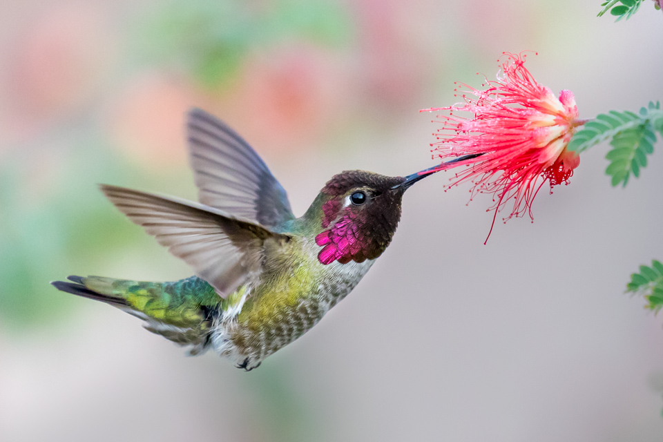 Male Anna's Hummingbird in Phoenix, Arizona