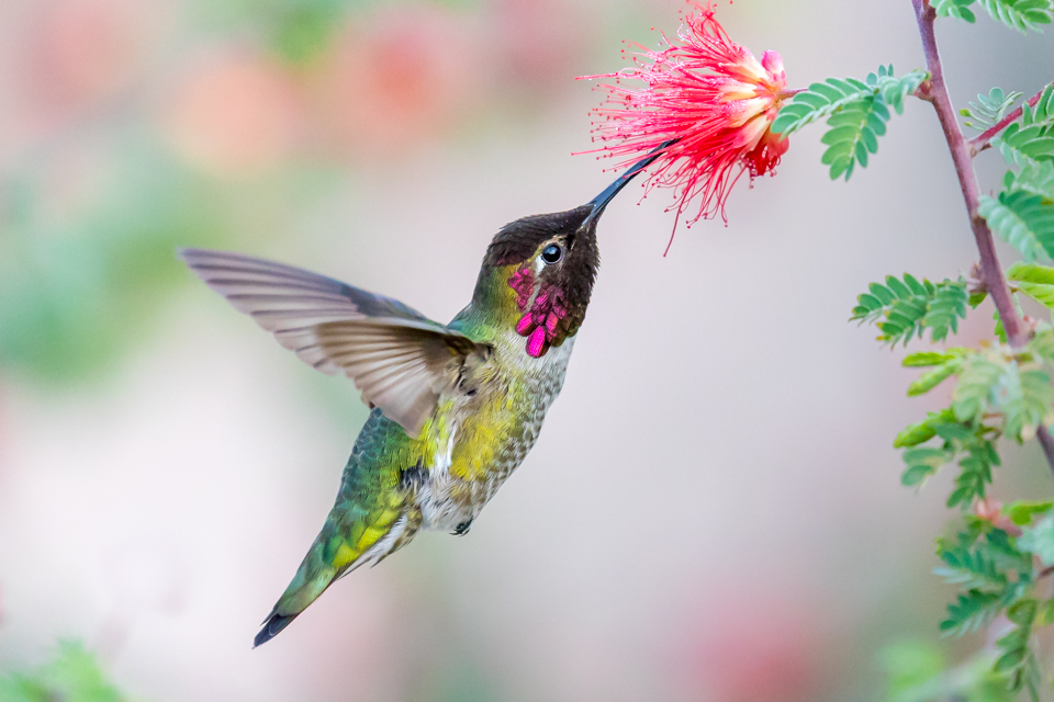 Handsome Bird in Phoenix, Arizona