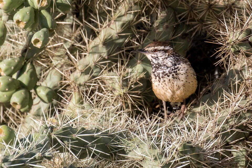Prickly Home in Phoenix, Arizona
