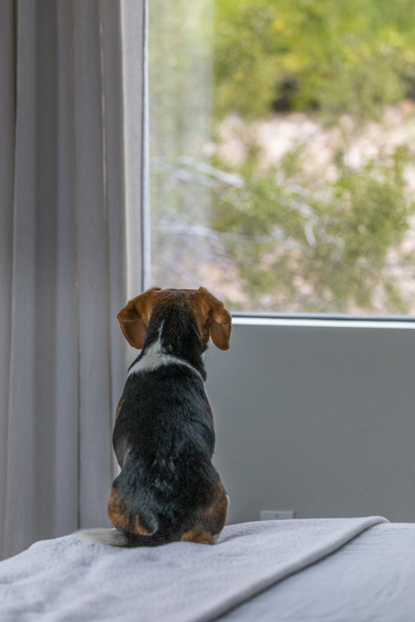 Watching in Paradise Valley, Arizona