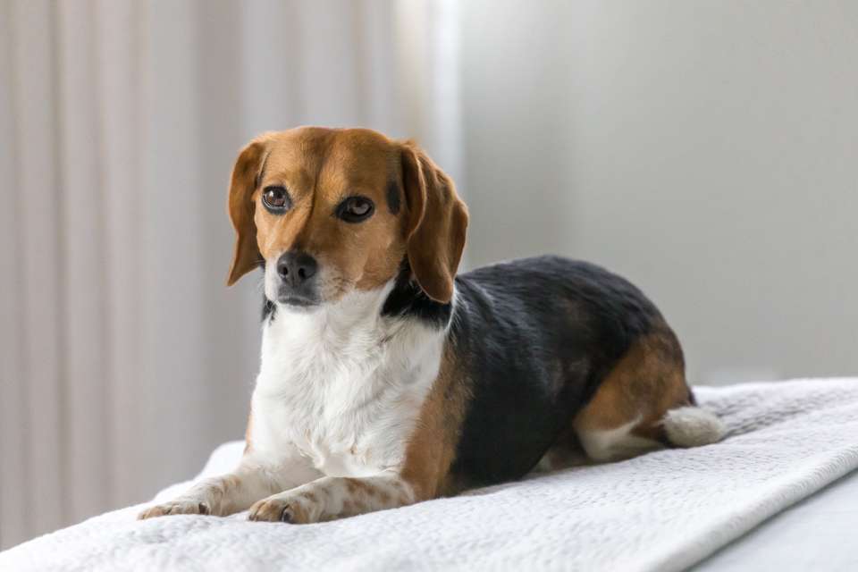 Pretty Beagle in Paradise Valley, Arizona
