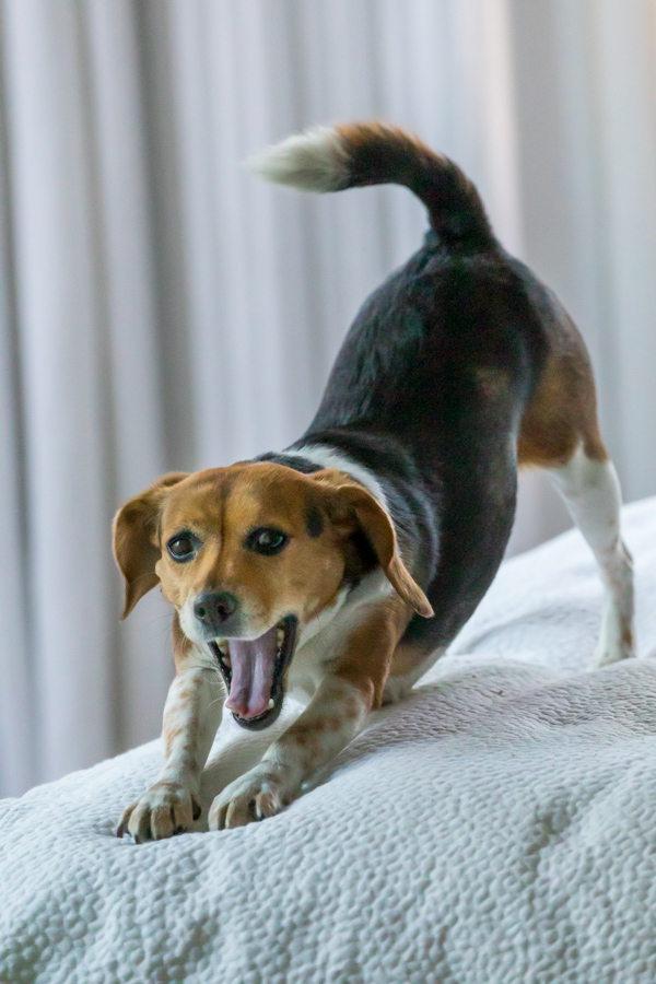 Stretch and Yawn in Paradise Valley, Arizona
