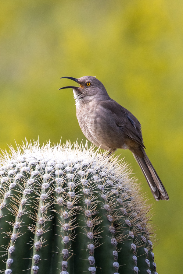 Singing Wren in Paradise Valley, Arizona