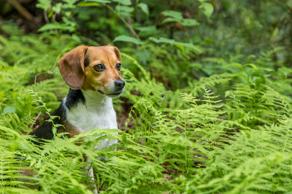 In the Ferns in Highlands, North Carolina