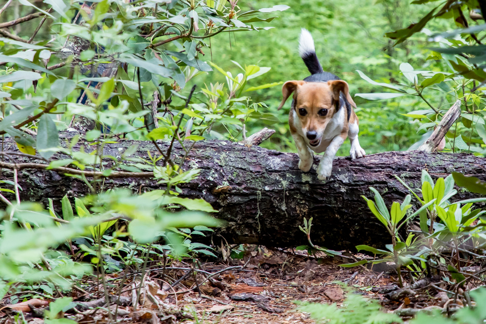 Over the Log in Highlands, North Carolina