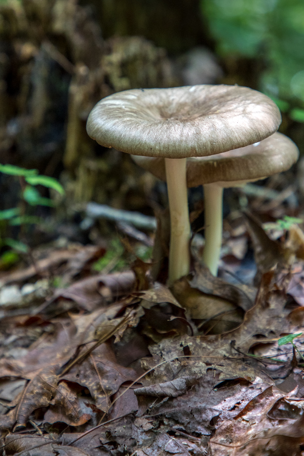 Shrooms in Highlands, North Carolina