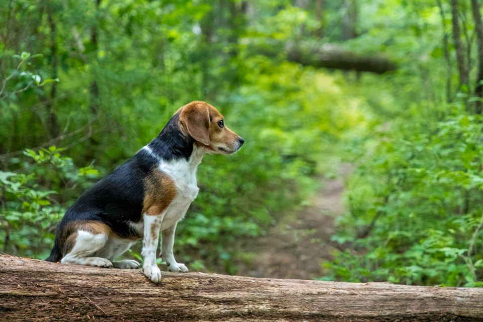 Dog ona Log in Highlands, North Carolina