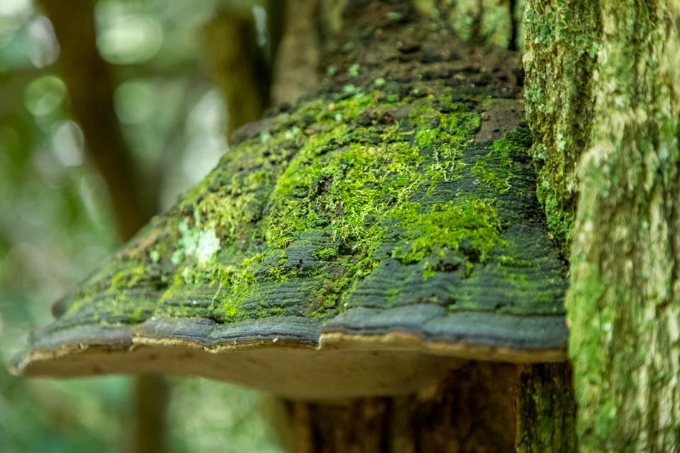 Alge Fungus in Highlands, North Carolina