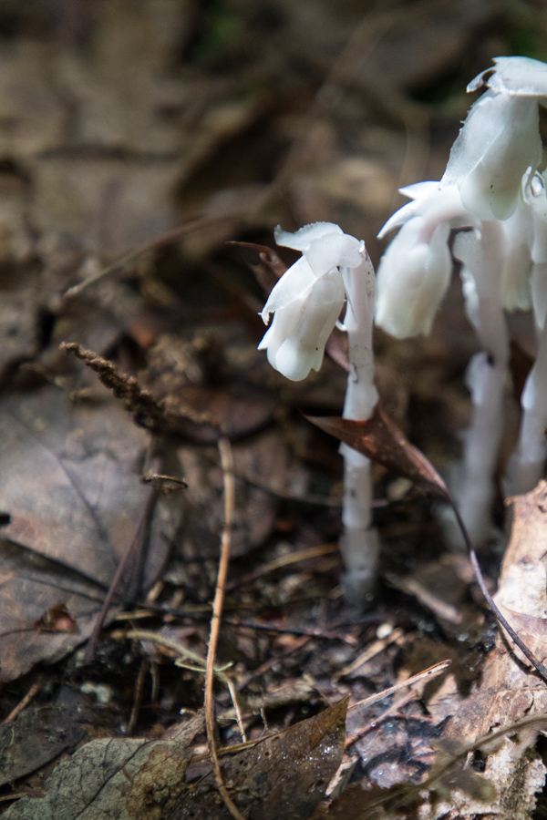 New Growth in Highlands, North Carolina