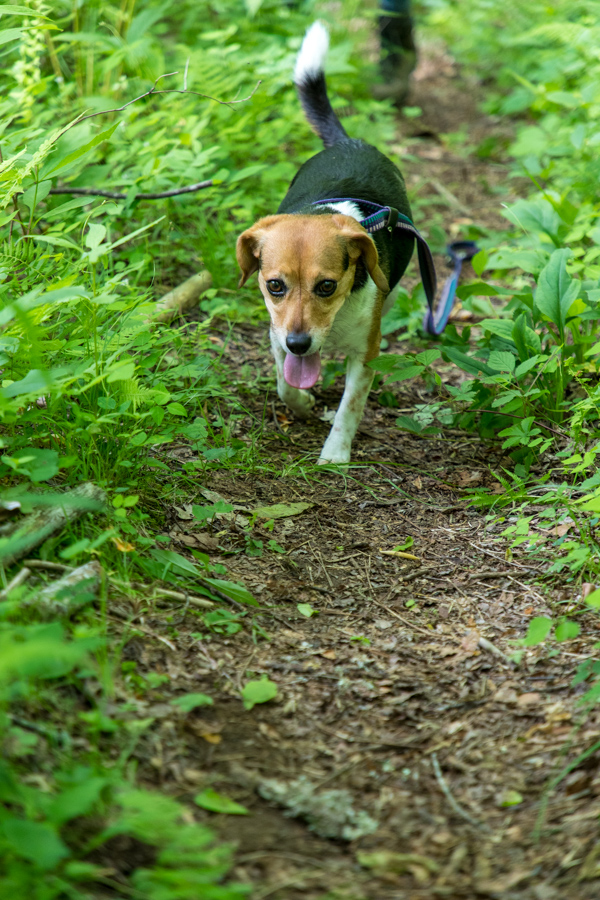 On the Trail in Highlands, North Carolina
