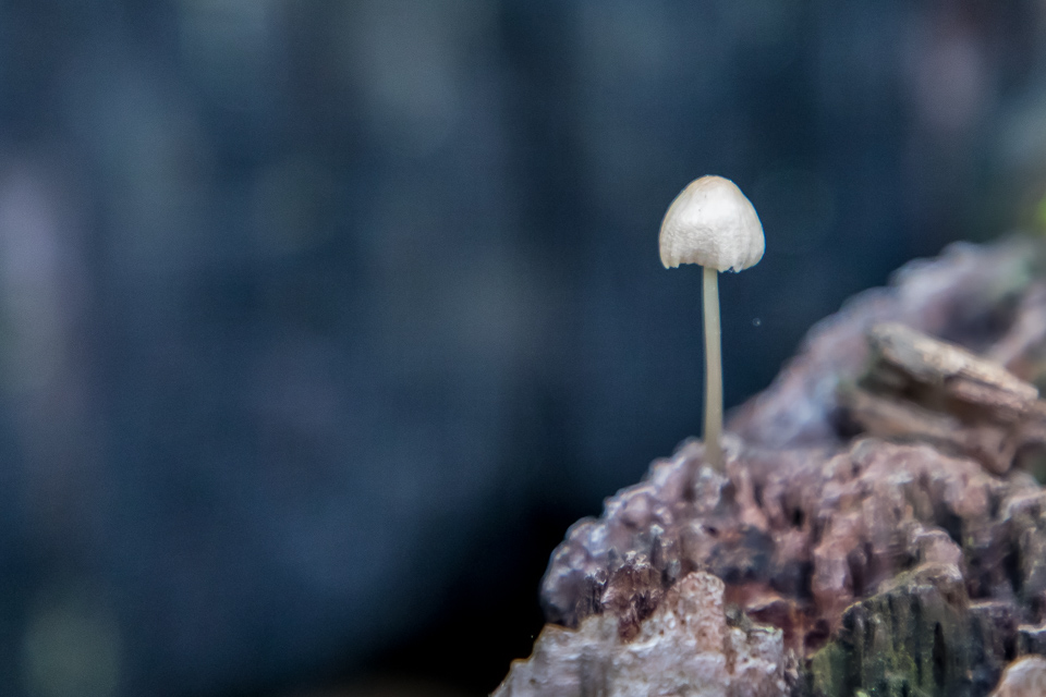Small Mushroom in Highlands, North Carolina