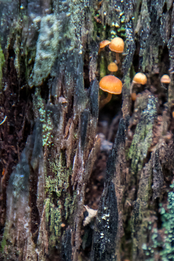 Old Wood in Highlands, North Carolina