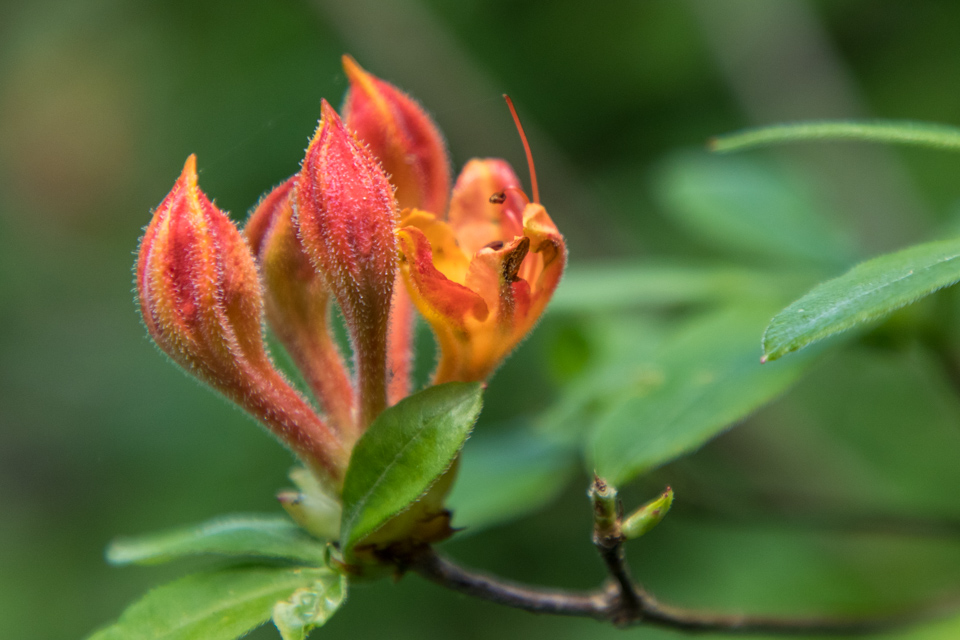 Orange Flame Azalea in Highlands, North Carolina