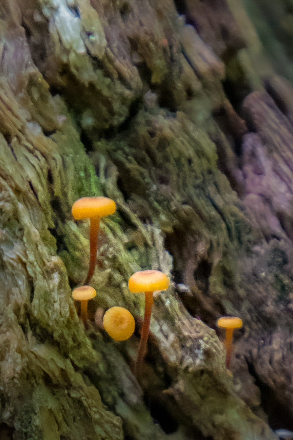 Mushroom Family in Highlands, North Carolina