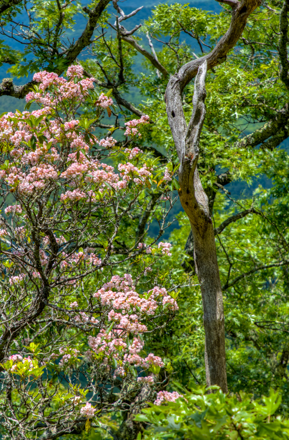 Pretty Forest in Highlands, North Carolina