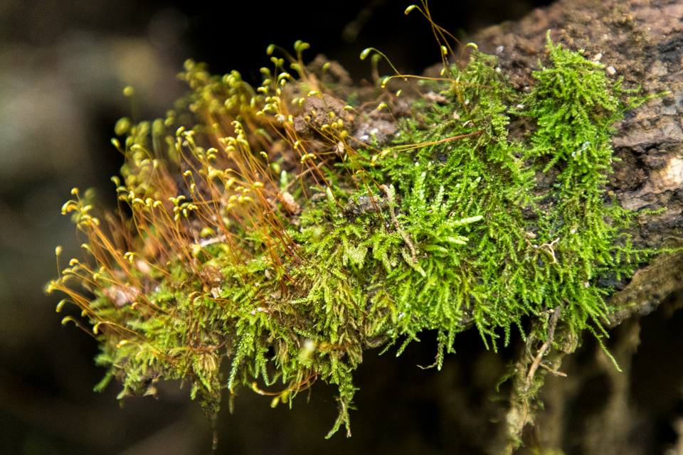 Mossy Branch in Highlands, North Carolina