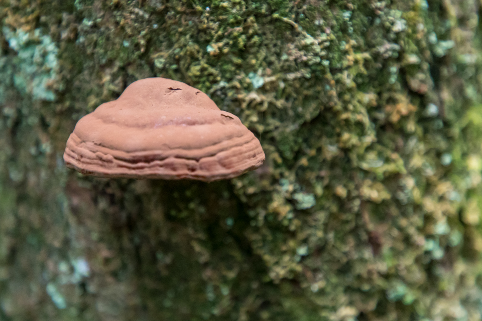 Mud Mushroom in Highlands, North Carolina
