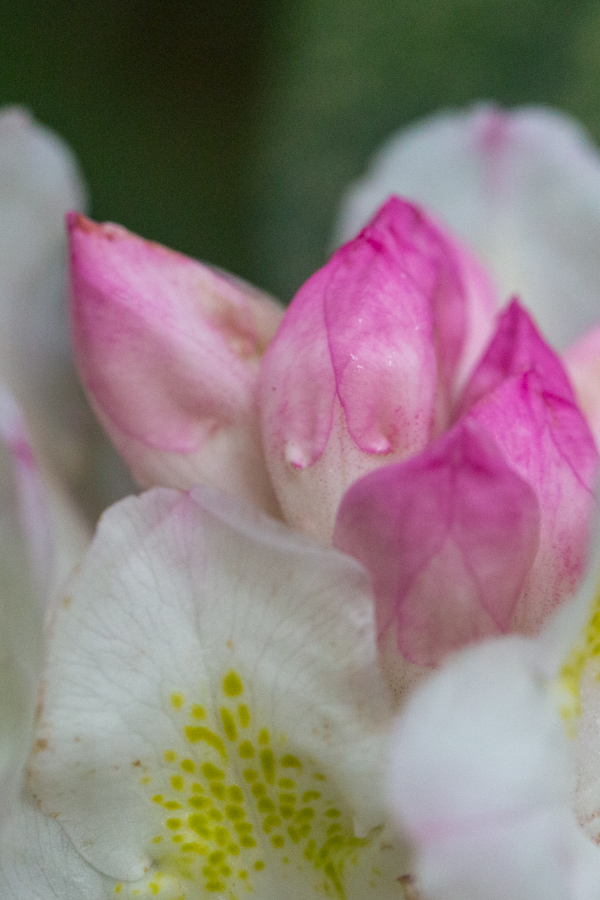 Pink Buds in Highlands, North Carolina